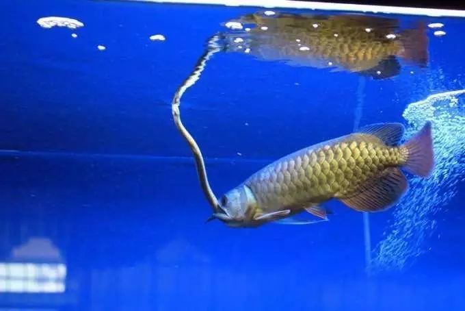 龍魚吃底食怎么辦：龍魚不吃底食怎么辦