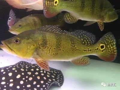 紅龍魚十大漁場排名榜最新（紅龍魚十大漁場排名）