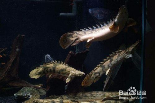 虎紋恐龍魚怎么喂食：虎紋恐龍魚冬季喂養技巧