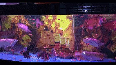 龍魚躁動不安預兆：如何通過觀察和了解龍魚的健康狀態