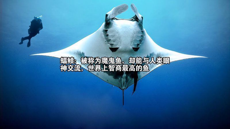 魔鬼魚和魟魚一樣嗎