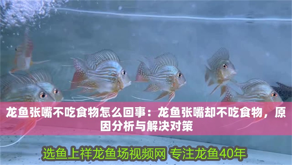 龍魚(yú)張嘴不吃食物怎么回事：龍魚(yú)張嘴卻不吃食物，原因分析與解決對(duì)策
