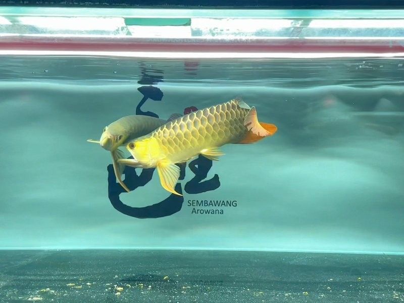 森森龍魚缸的led燈怎么樣：森森魚缸led燈的類型和特性森森魚缸led燈的信息