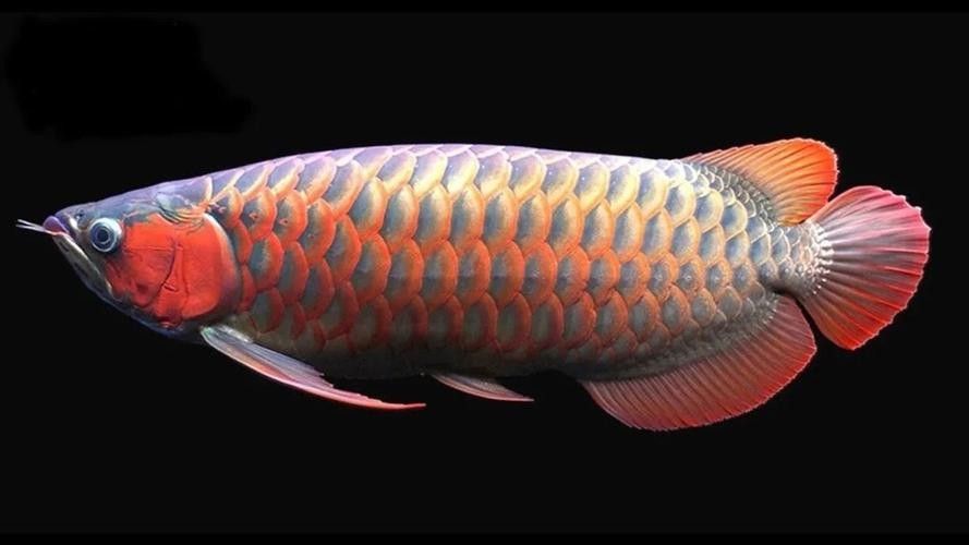 青龍魚的照片大全