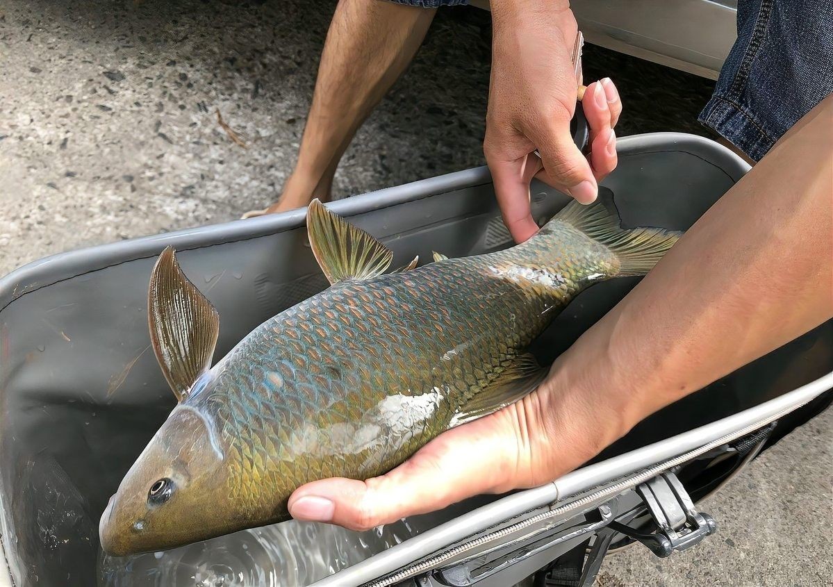 青龍魚的照片大全