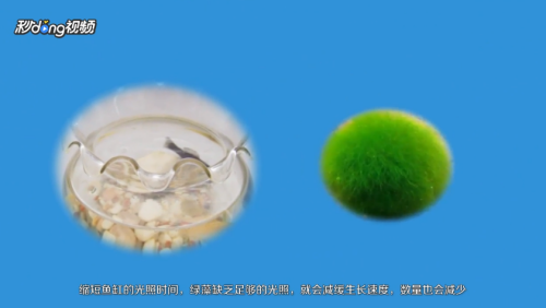 金龍魚講解（金龍魚的風水作用如何體現金龍魚的飼養技巧有哪些）