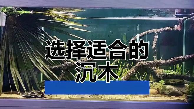 龍魚缸沉木