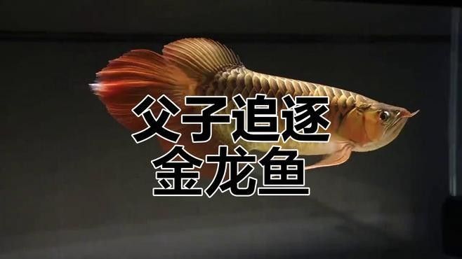 金龍魚高清壁紙有哪些風格