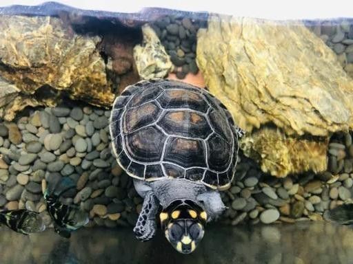 銀龍魚和黃頭龜混養好嗎圖片