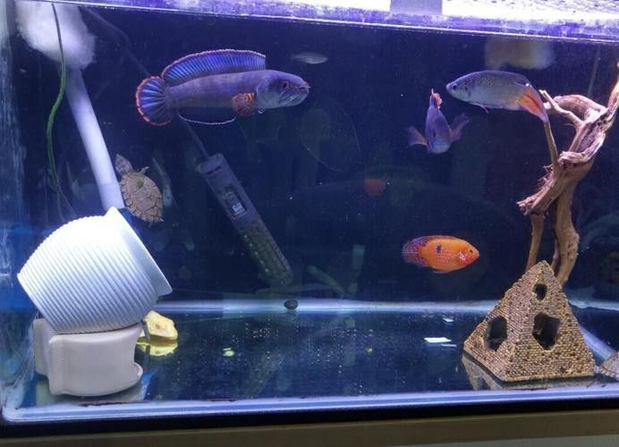 銀龍魚和黃頭龜混養好嗎圖片