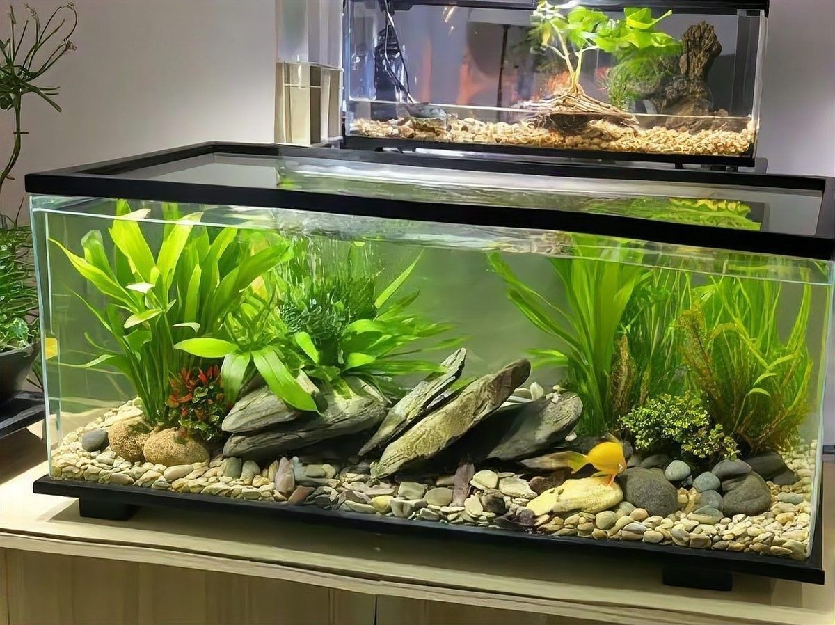 銀龍魚和黃頭龜混養好嗎圖片