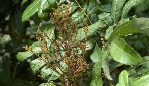 龍眼鬼帚病用什么藥治療