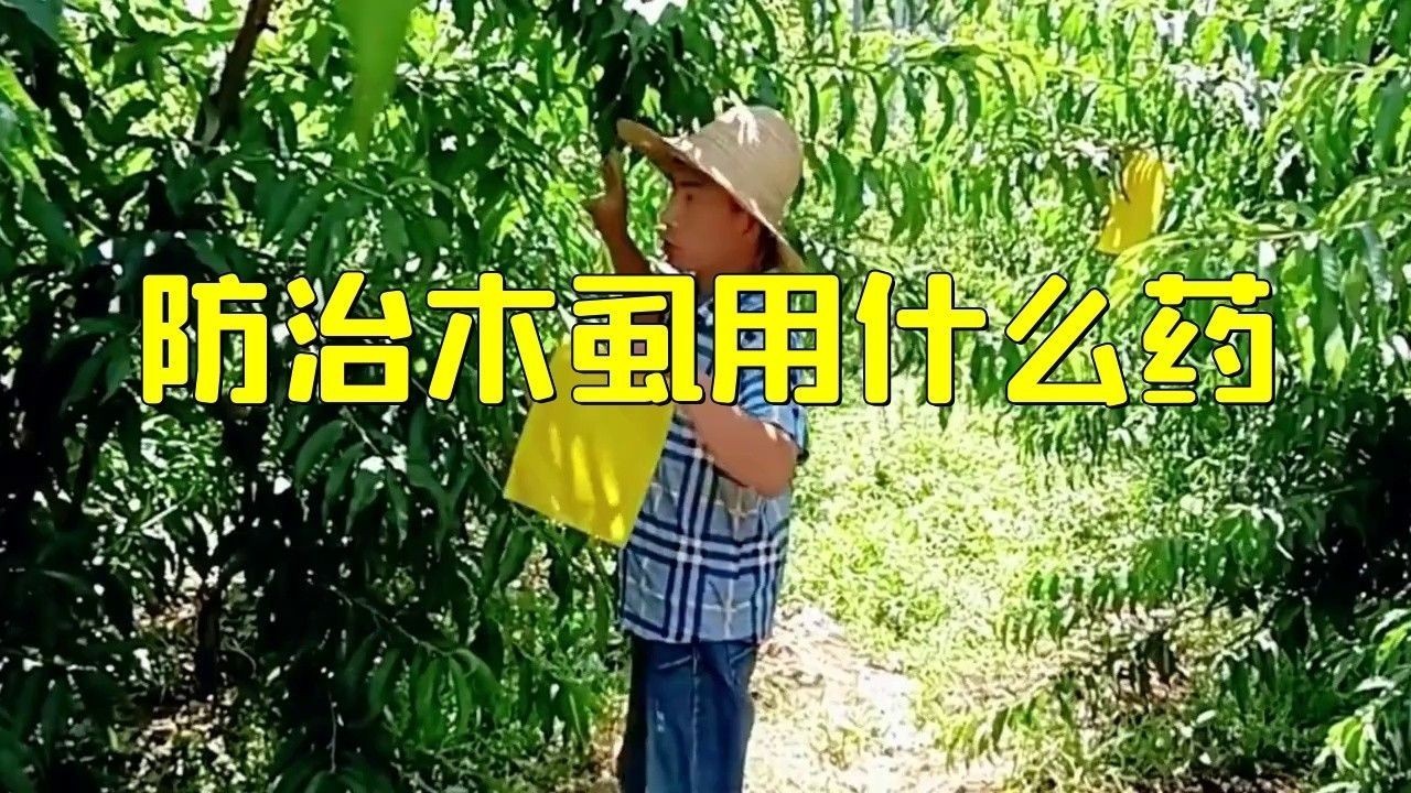 龍眼鬼帚病用什么藥治療