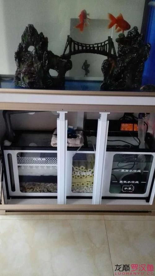 龍魚缸濾材搭配圖