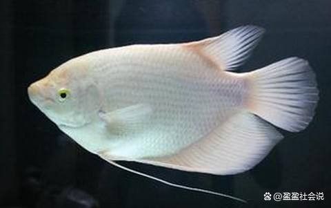 龍魚跟招財魚可以混養(yǎng)嗎