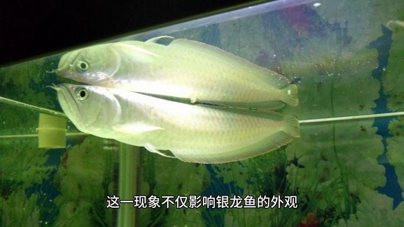 銀龍魚用嘴巴撞魚缸是什么原因呢