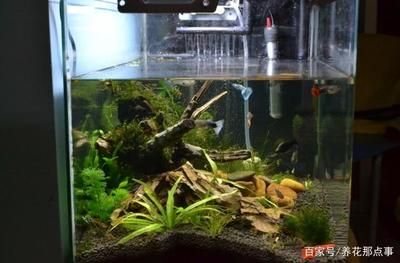 紅龍魚的價格與購買方法圖片視頻（紅龍魚的價格與購買方法圖片視頻大全）