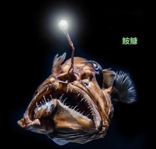 黑色龍魚深海