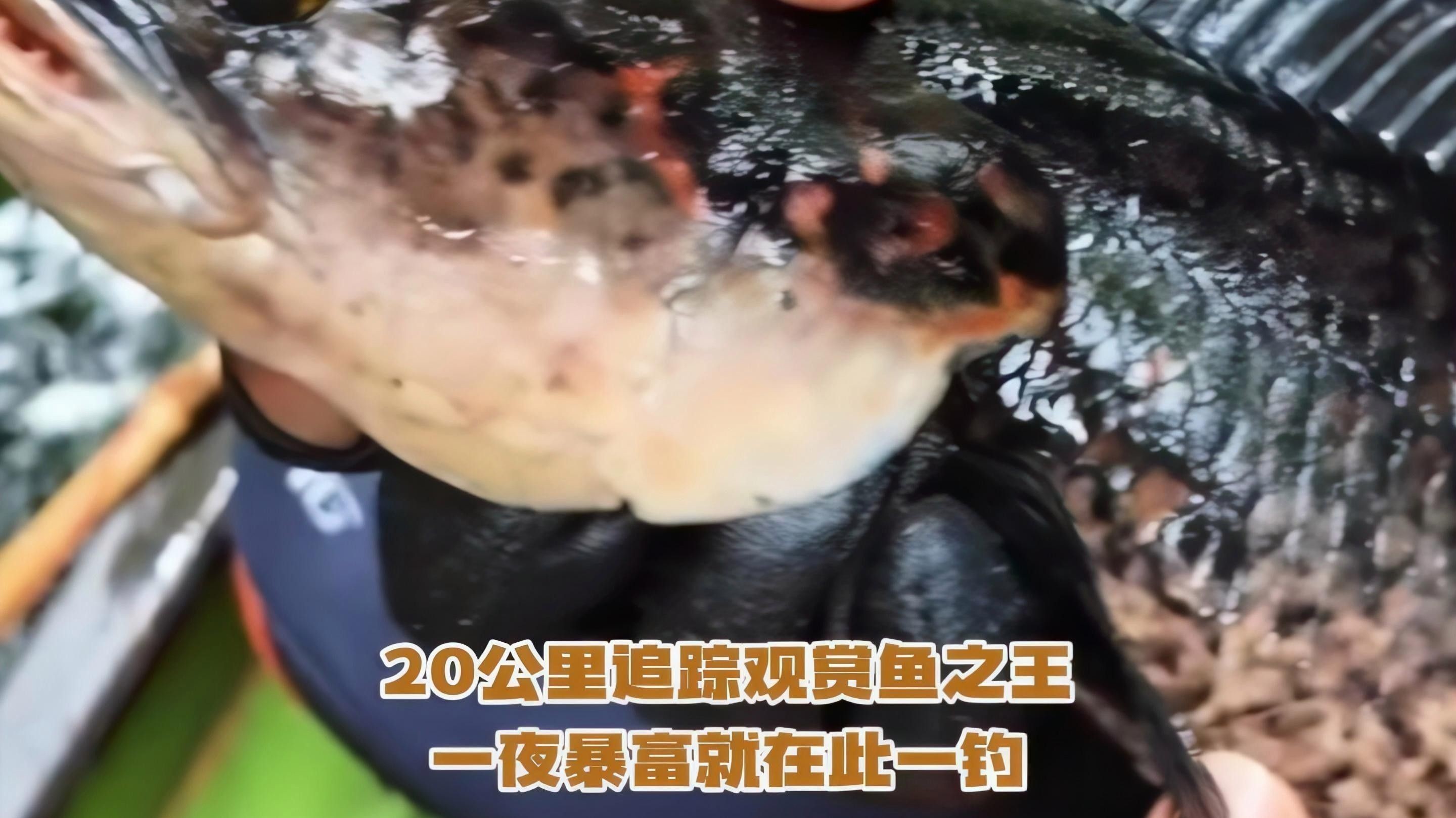 雷龍魚在哪買好養活
