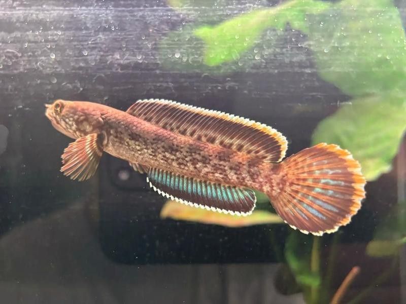雷龍魚在哪買好養活