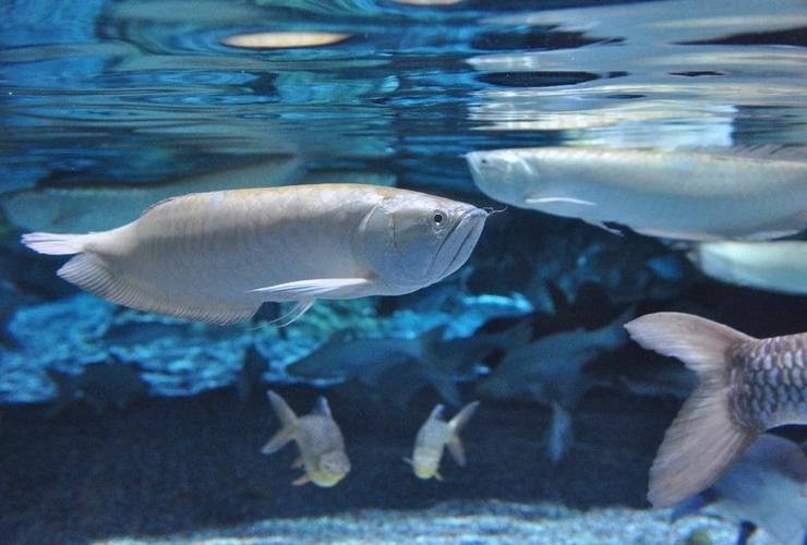 銀龍魚魚缸造景圖片
