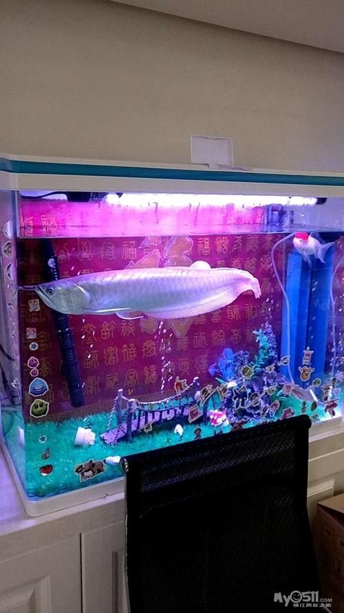 銀龍魚魚缸造景圖片