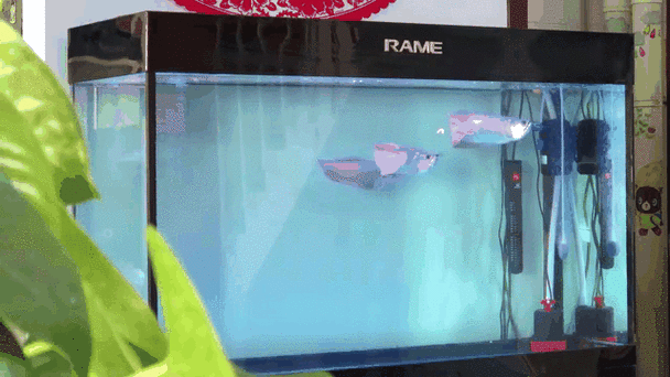 銀龍魚魚缸造景圖片