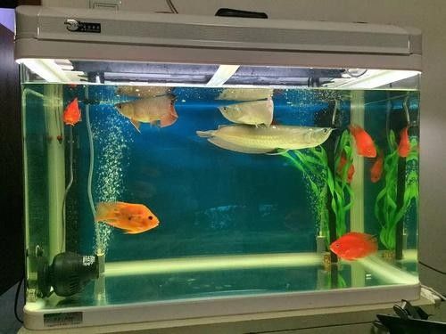 銀龍魚魚缸造景圖片