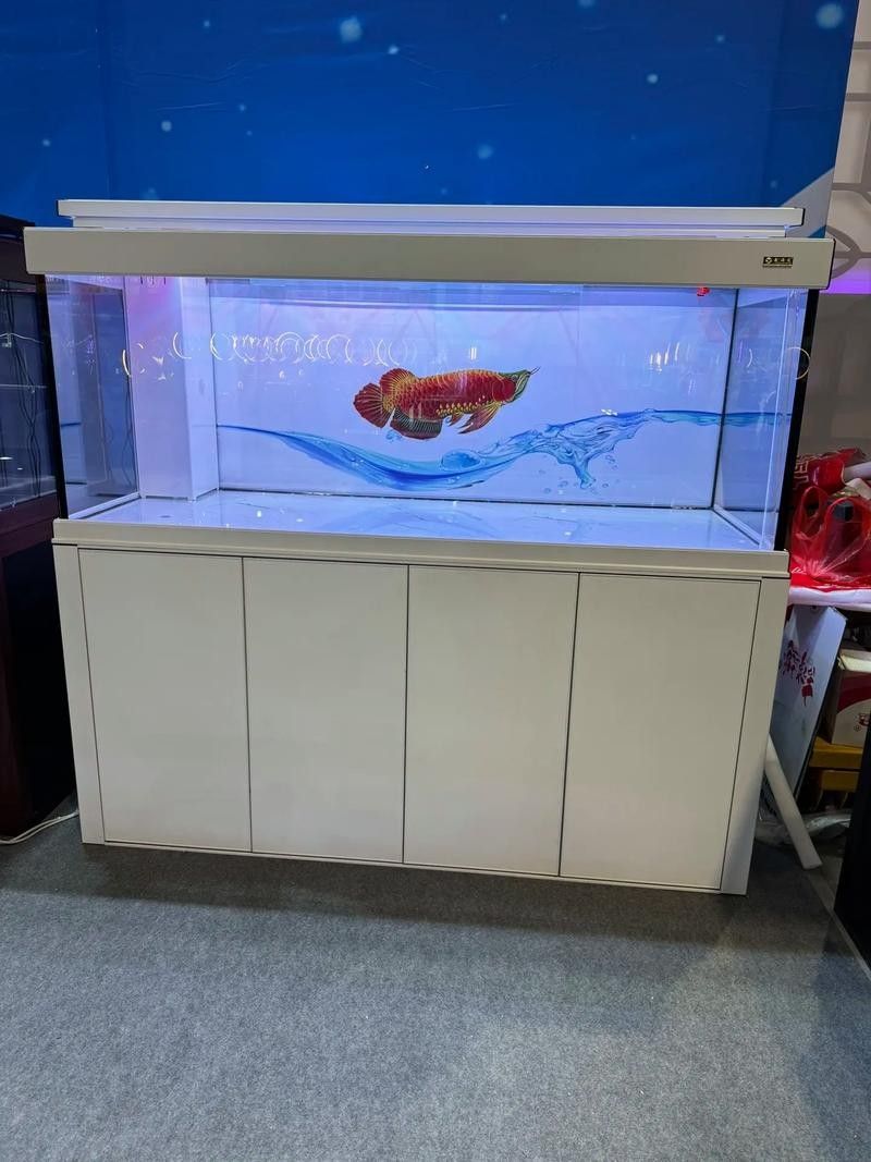 銀龍魚魚缸造景圖片