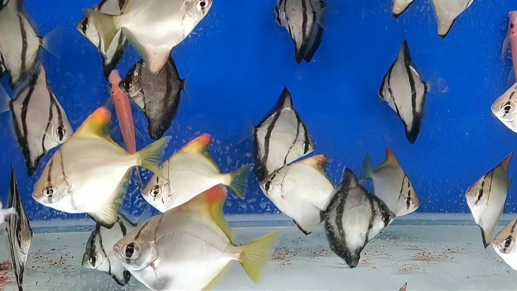 龍魚和黃鰭鯧混養