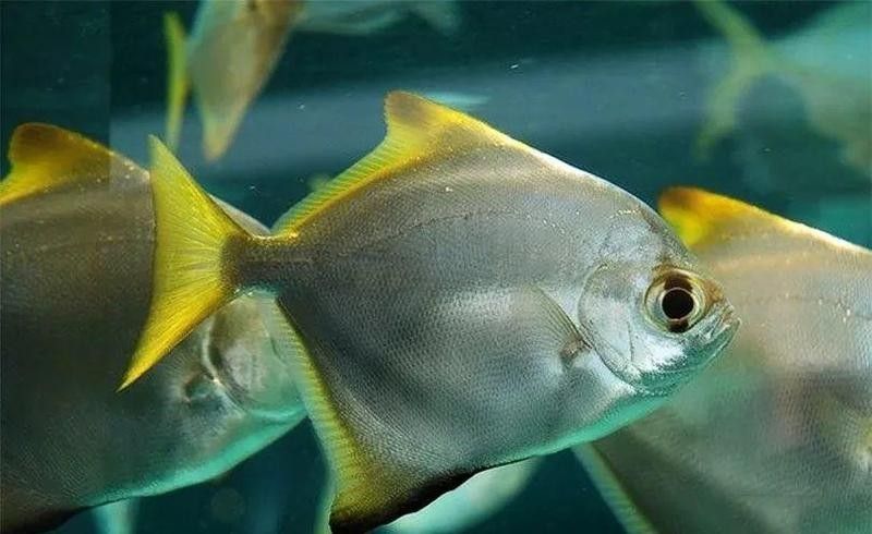 龍魚和黃鰭鯧混養