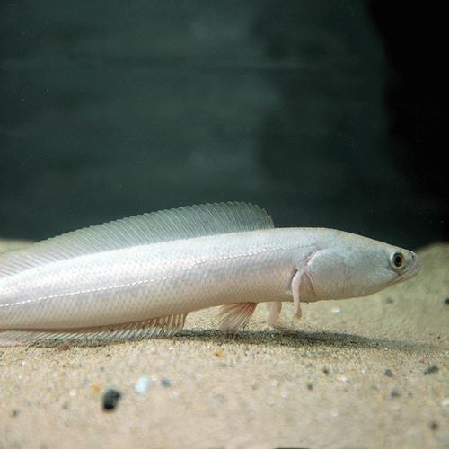 雷龍魚白色