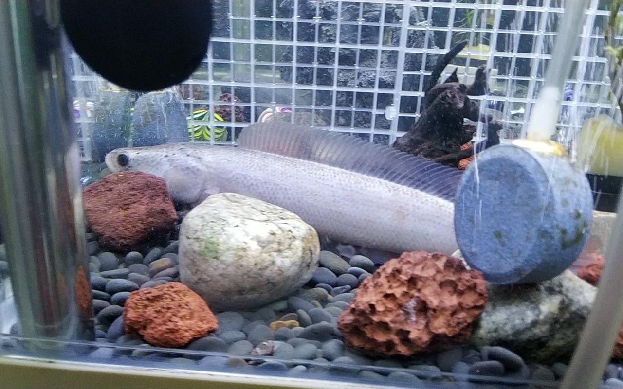 雷龍魚白色
