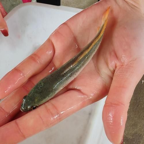 雷龍魚白色