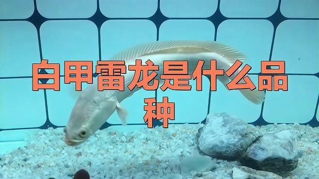 雷龍魚白色