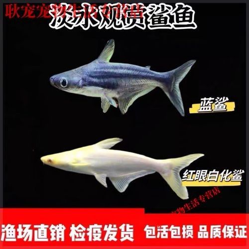 鯊魚可以和龍魚混養嗎圖片欣賞