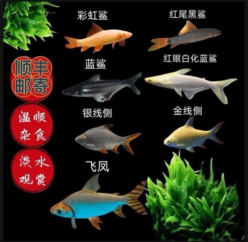 鯊魚可以和龍魚混養嗎圖片欣賞