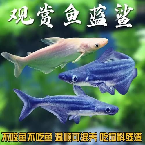 鯊魚可以和龍魚混養嗎圖片欣賞