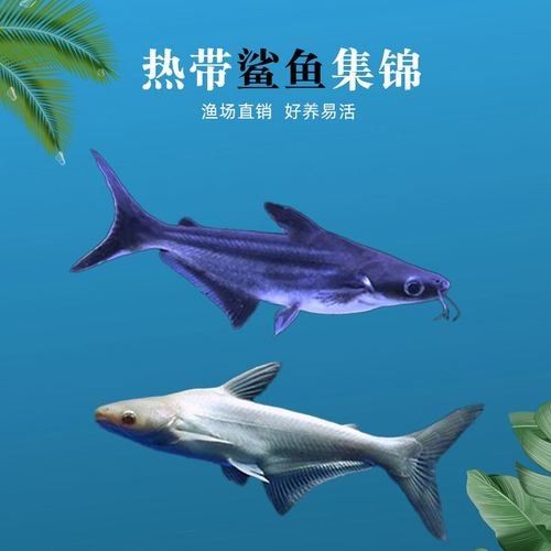 鯊魚可以和龍魚混養嗎圖片欣賞