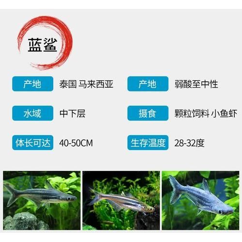 鯊魚可以和龍魚混養嗎圖片欣賞
