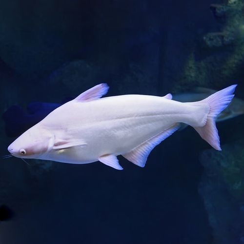 鯊魚可以和龍魚混養嗎圖片欣賞