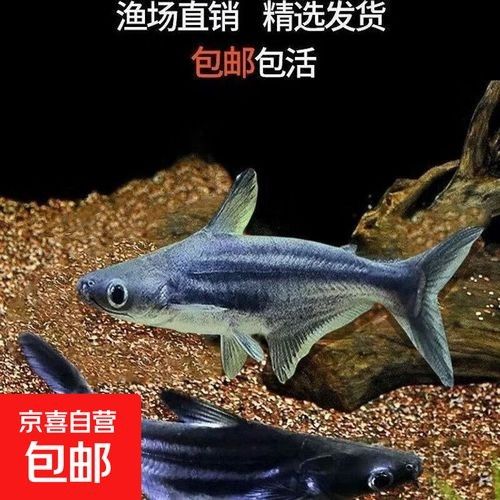 鯊魚可以和龍魚混養嗎圖片欣賞