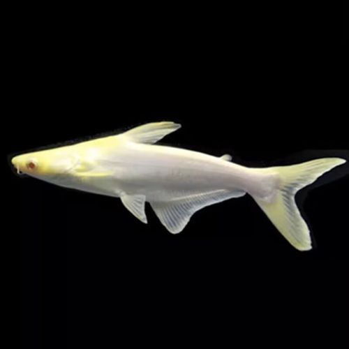 鯊魚可以和龍魚混養嗎圖片欣賞
