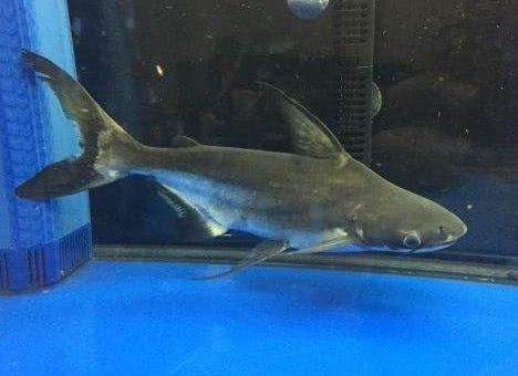 鯊魚可以和龍魚混養嗎圖片欣賞