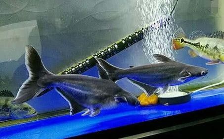 鯊魚可以和龍魚混養嗎圖片欣賞