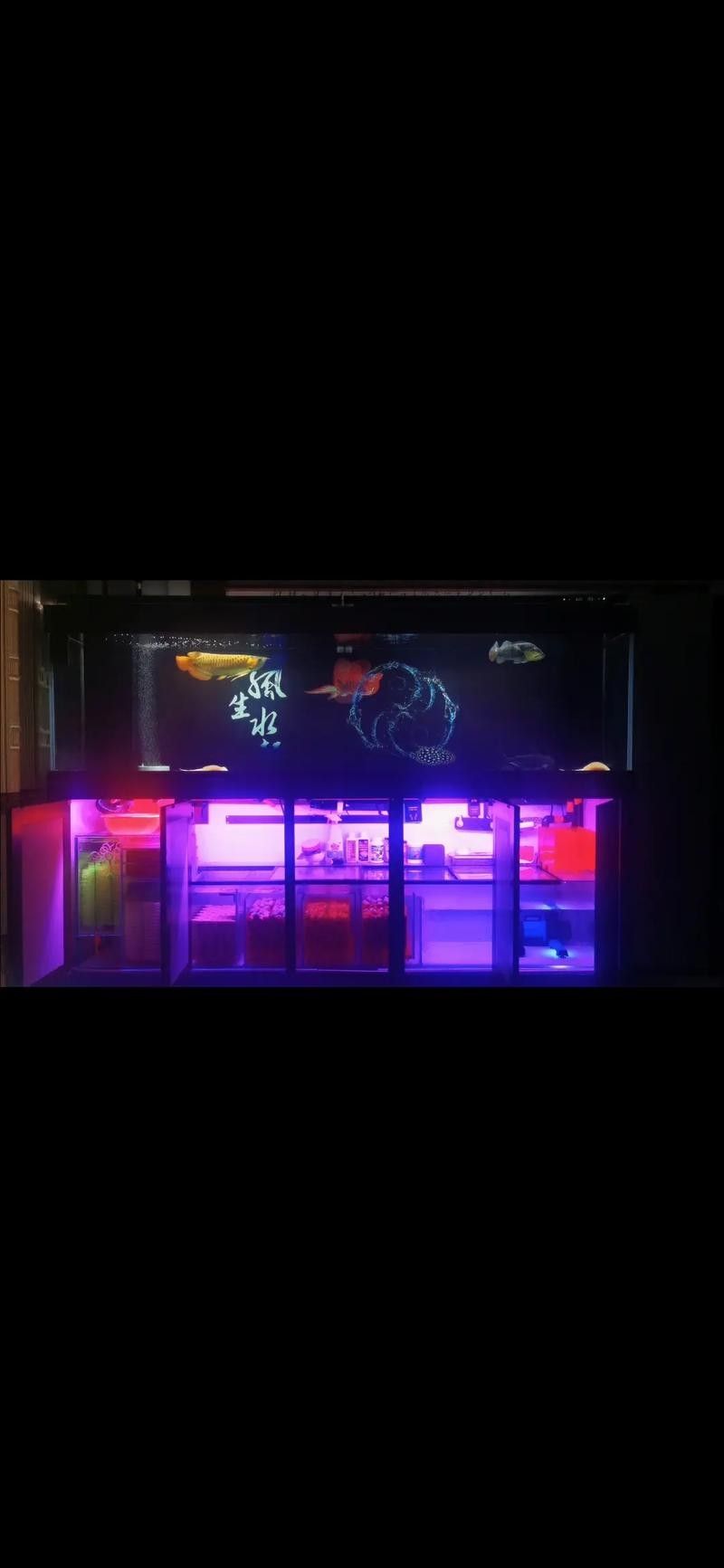 鯊魚可以和龍魚混養嗎圖片欣賞