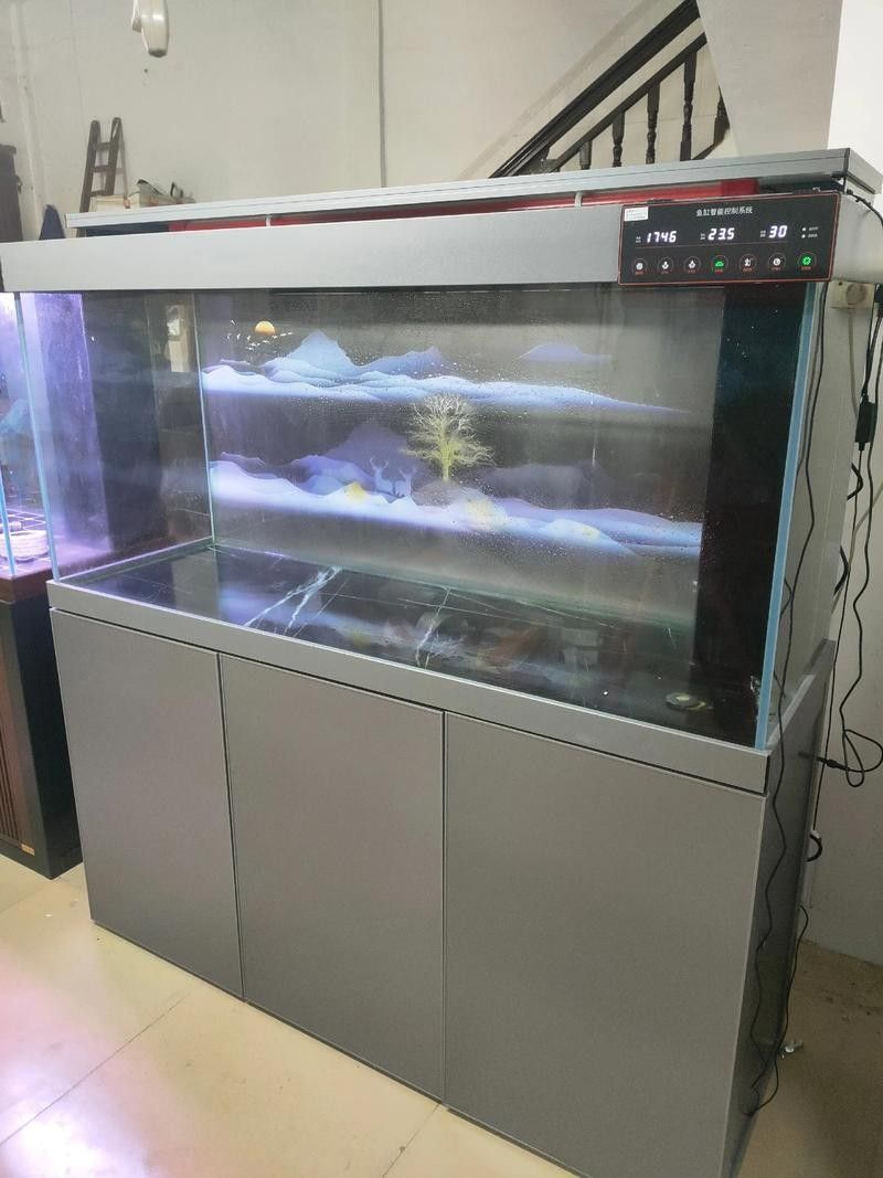 鯊魚可以和龍魚混養嗎圖片欣賞