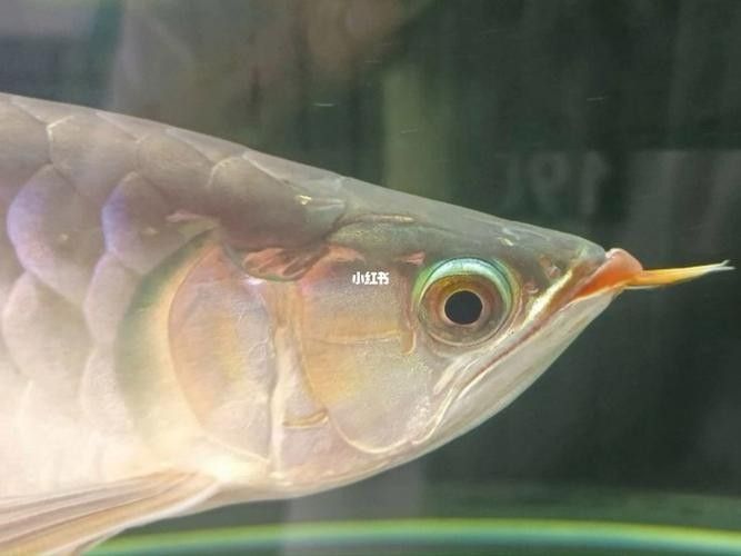 龍魚兜嘴什么樣子