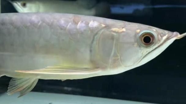 龍魚兜嘴什么樣子