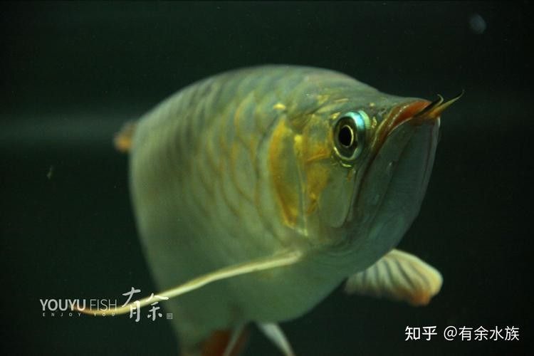 龍魚兜嘴什么樣子